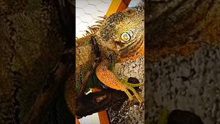 como hacer para que se deje agarrar tu iguana ?