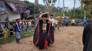 kALAPAN BANTENG RINGIN SARI ( BRINGAS ) CODO WAJAK