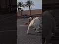 Check out this dog&#39;s moves on a skateboard