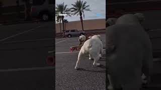 Check Out This Dogs Moves On A Skateboard