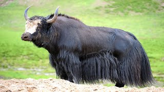 10 Most Beautiful Endangered Animals on Planet Earth - Extinct Animal 10 Most Beautiful Endangered Animals On Planet Earth