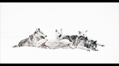 ICE DOGS Movie Trailer (Official)