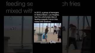 Teenagers In Los Angeles Feed Seagulls Laxatives. They Mess Up The Entire Beach