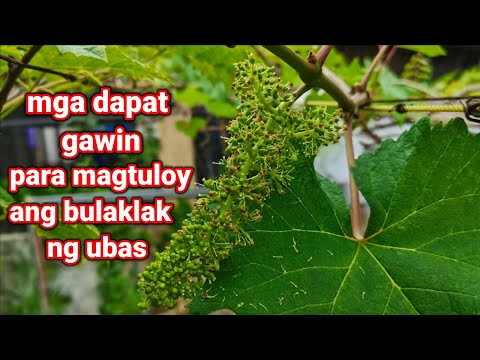 Video: Pag-aalaga ng Muscadine Grapevines: Mga Tip Para sa Pagpapalaki ng Muscadine Grape