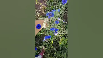 Как цветут васильки