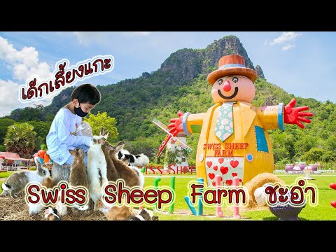 เด็กเลี้ยงแกะ Swiss Sheep Farm ชะอำ จ.เพรชบุรี