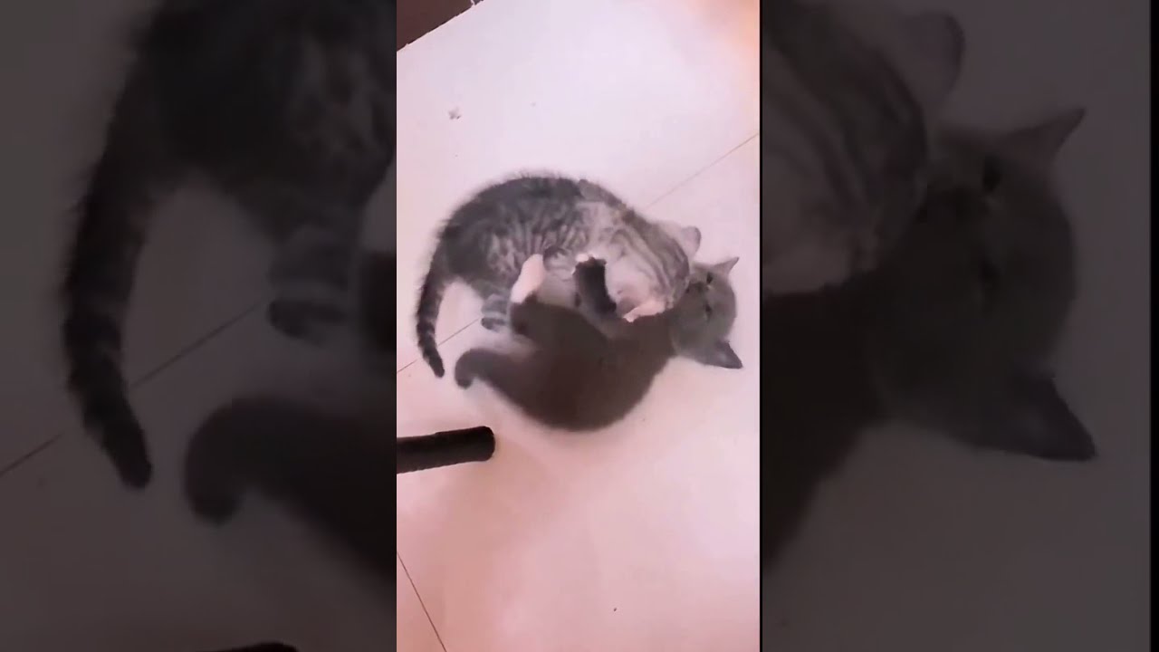 ⁣🐱cutest cats🐱2022 #Cats #CatsOfYouTube #CatsOnYouTube #YoutubeCats