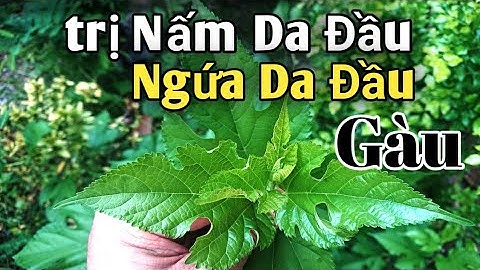 Bài thuốc trị Nấm da đầu, ngứa da đầu, gàu. PHAN HẢI Channel