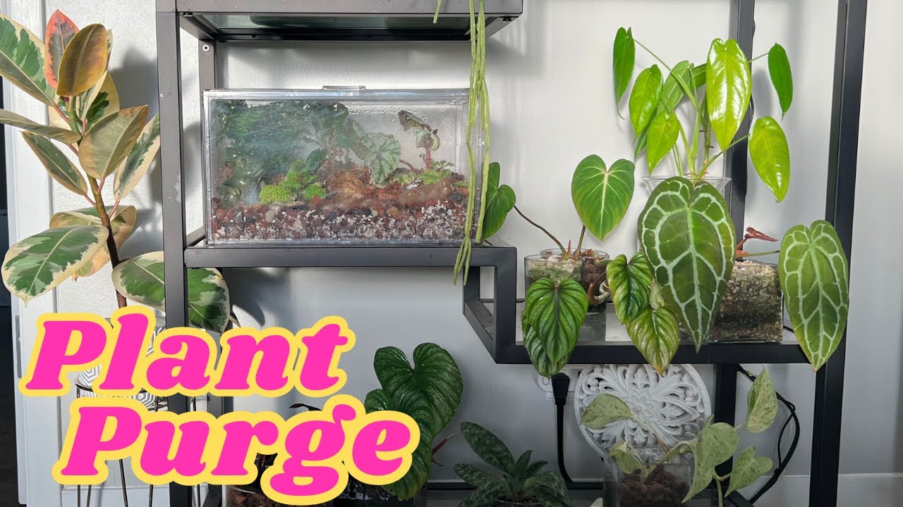Clearing Out Half My Plant Collection | PART 3 ft @plantlifelex