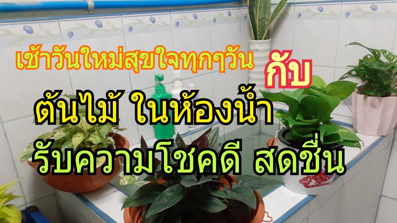 ต้นไม้ที่วางในห้องน้ำได้ / นานาพันธุ์ไม้ by นิตยา