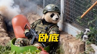 北动在萌兰身边安排了一个卧底熊#panda #大熊猫 #熊猫 #萌兰 #redpanda夕消 #funny #上野パンダ #animals #cute #cutepanda #pets #zoo
