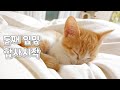 [왕밤송이] 둘째 고양이 입양!!합사 첫날♡아깽이의 광란의 꾹꾹이