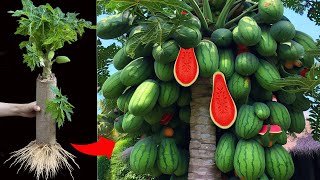 Best...!! Grafting Watermelon Fruit With Papaya Fruit Make Amazing Result By Using Secret Techniques