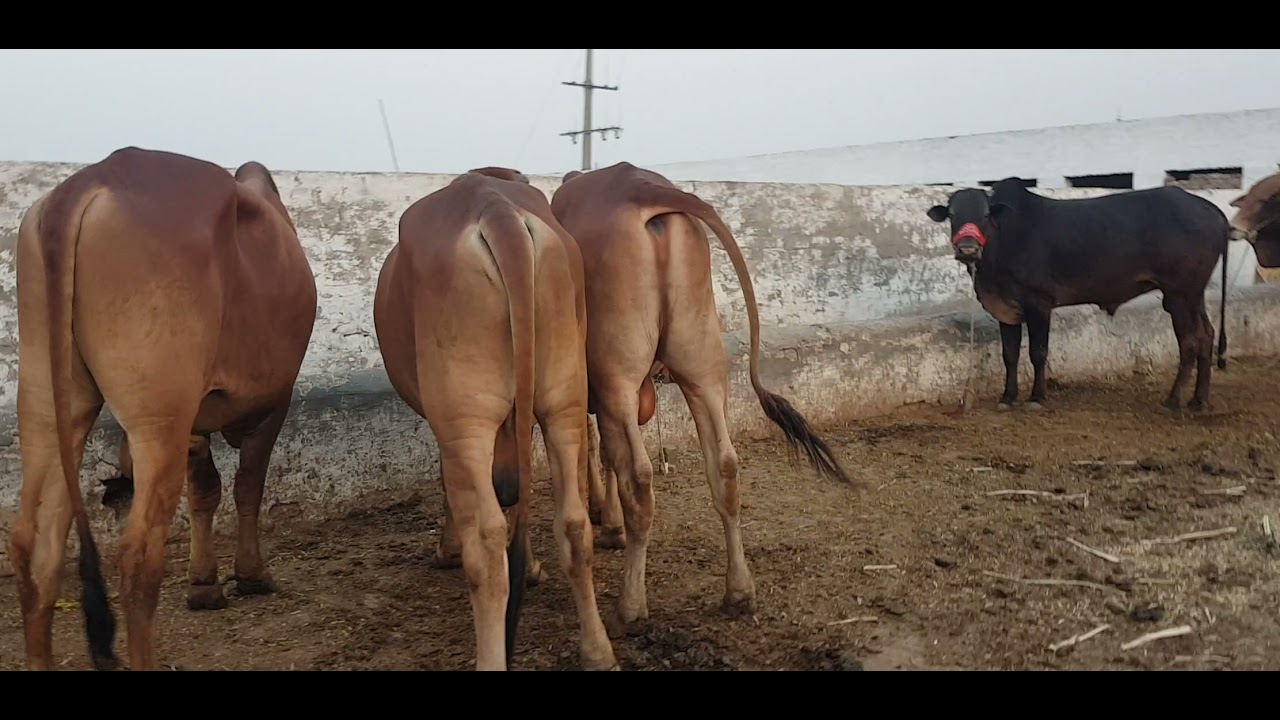 Azhar Butt dairy farm bagre nou new cows April 29 2021 - YouTube