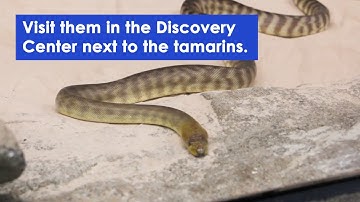 The Woma Python at Blank Park Zoo