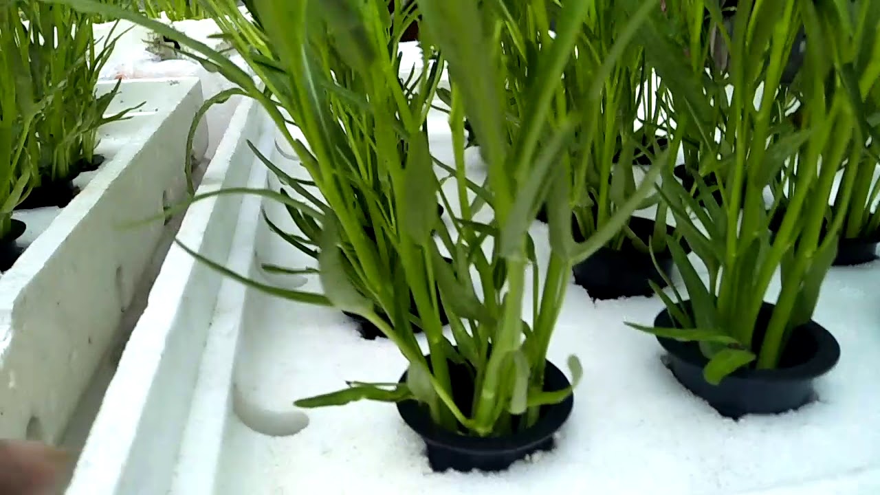 #hidroponik perkembangan kangkung rakit apung hidroponik usia 9HST