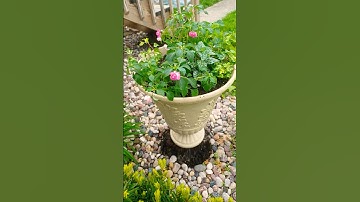 Planting Up a Shade Planter Recipe-Proven Winners Rockapulco® & Hippo® White #provenwinners