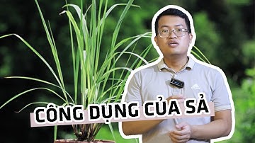 Tìm hiểu lợi ích đối với sức khỏe của cây sả và hướng dẫn xong phòng bằng tinh dầu sả
