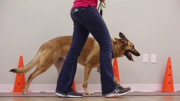 South Paws Veterinary Specialists uses a GAIT4Dog Walkway