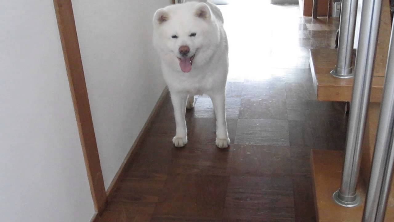 秋田犬げんき いなくなった飼い主を見つけて凄く喜ぶ Akita Dog Youtube