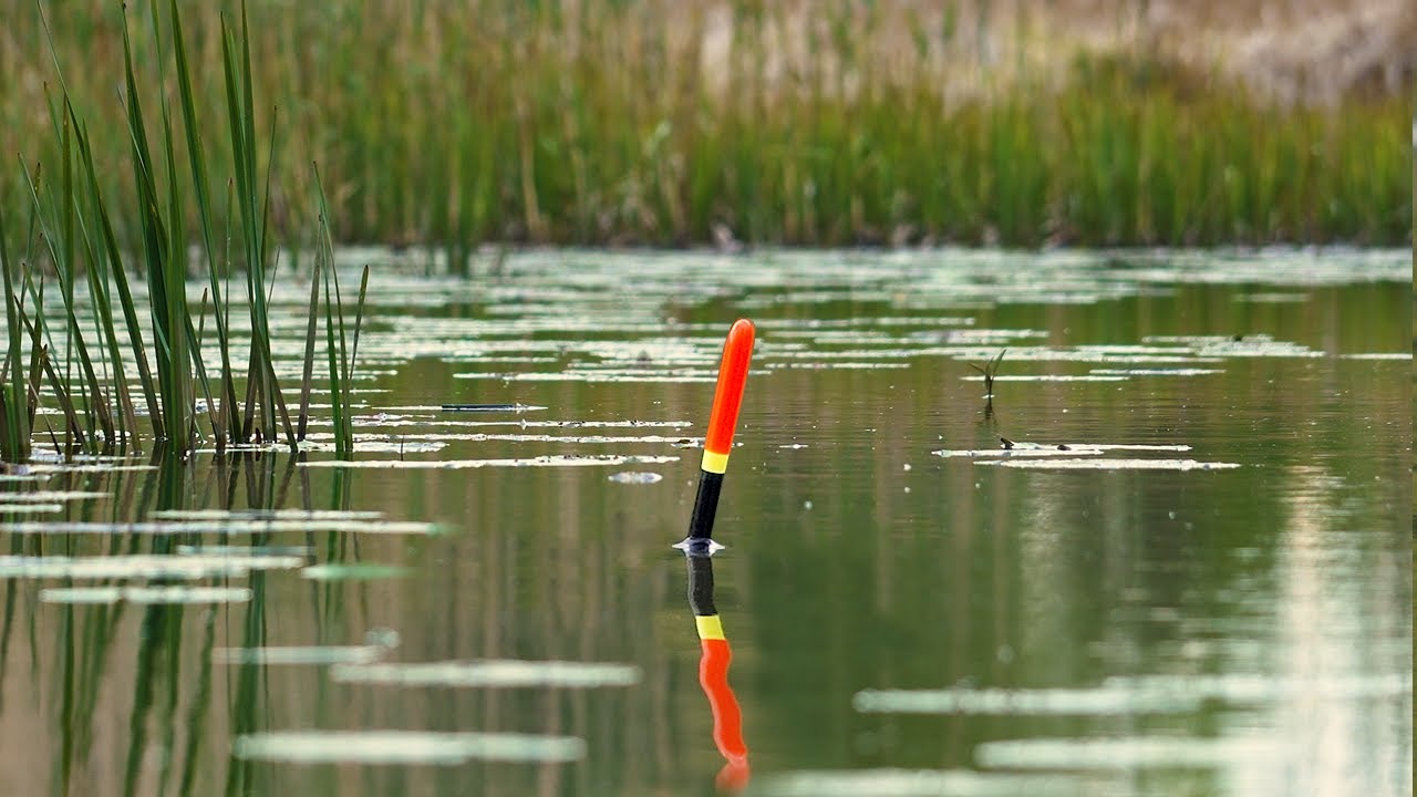 Łowienie ryb na spławik na starorzeczu | Wędkarstwo 2025
