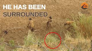 Lion cornered by hyenas calls for backup! Entertainment Animal Video