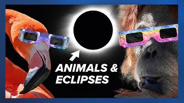 Researchers ready to study strange animal behavior during the total solar eclipse