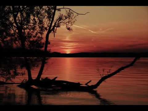 Sofea - bunga padang pasir