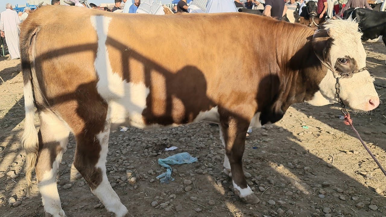 #كيف-تمنع البقرة من الرفس عند الحلب و ماهي أسباب هذه الظاهرة و علاجها حسب رؤية المربين للابقار