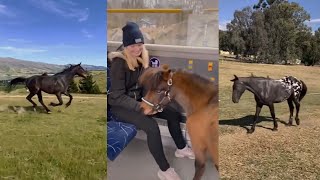 Horse TikToks That Went Viral! #12