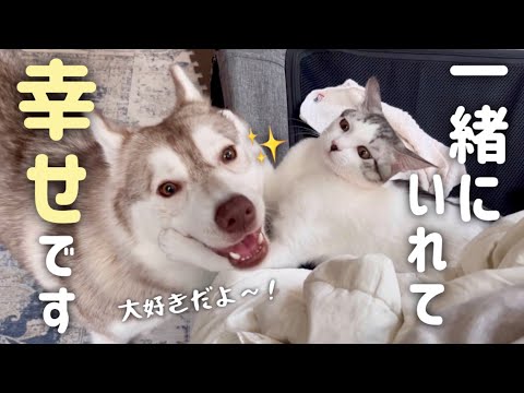 子猫と一緒にいられて幸せそうなハスキー姉妹【シベリアンハスキー】
