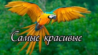 Самые красивые птицы мира