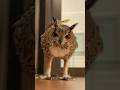 あいさつするフクロウ #shorts #フクロウ #owl