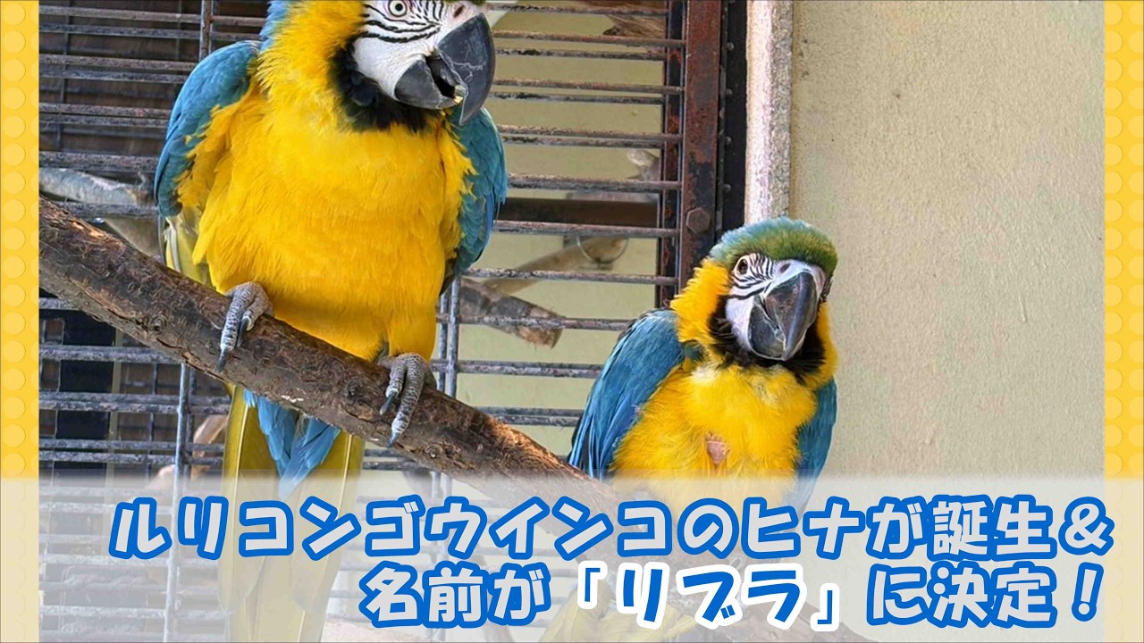 【福岡市動物園】ルリコンゴウインコのヒナが誕生＆名前が「リブラ」に決定♪