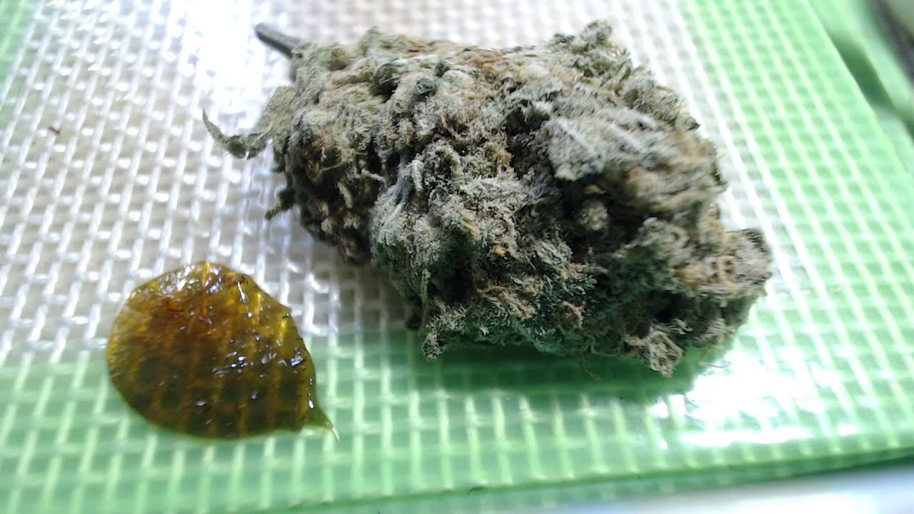 Strain Review - Ghz - Grapefruit Haze - MMJ Total Health Care