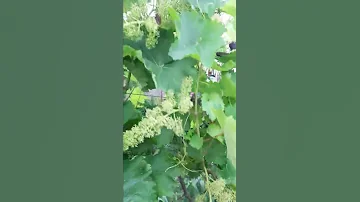 Как уберечь соцветия винограда от вредителей!?