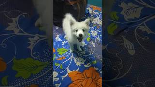 Stop your Spitz's barking with a single trick