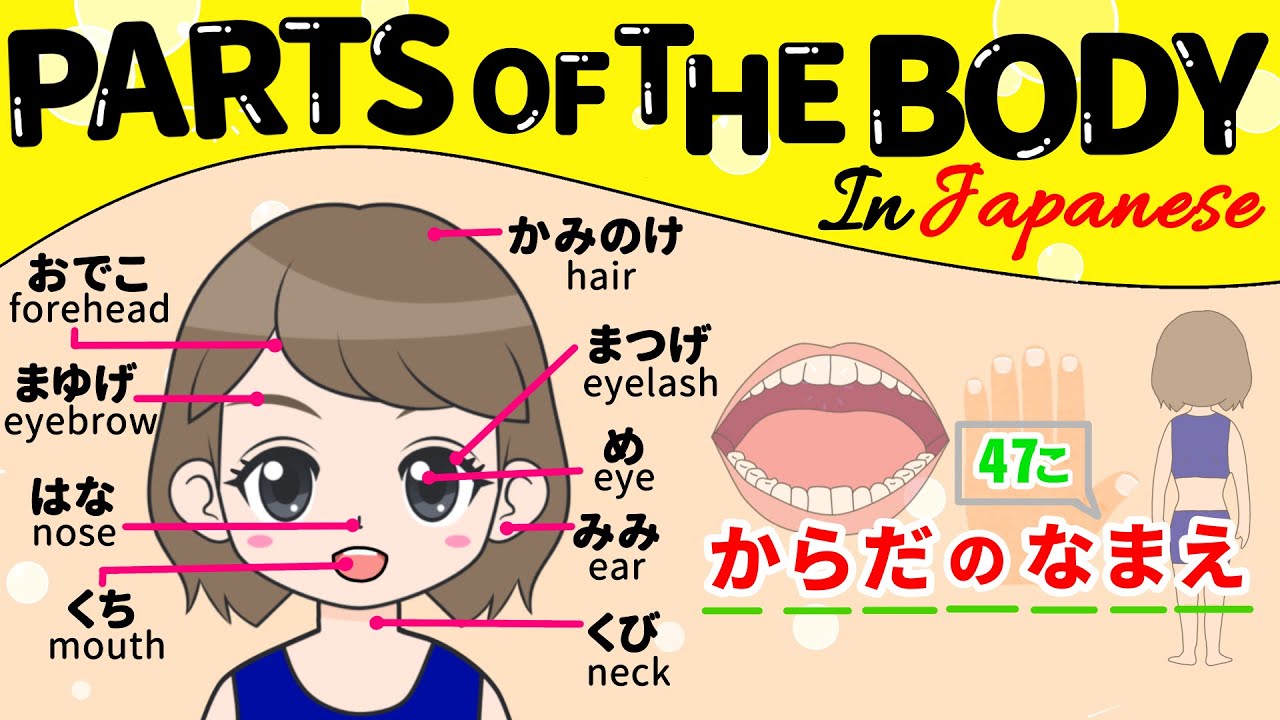 Parts of the body in Japanese |からだの名前|Human Body Parts|vocabulary|日本語と ...