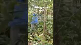 tantangan dan nyali #asyik #unik #lucu #ngakak #hiburan