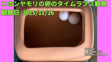 【Memorandum】 2025年11月26日 RPi-Cam-Web-Interfaceを用いたニホンヤモリの卵のTimelapse観察