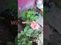 Wife ki respect#shortvideo #motivationalstory #couplelife #ytshorts