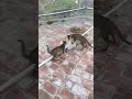 Cat Fighting Biliya Cat Fight