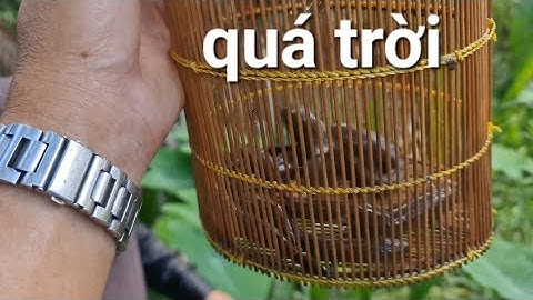 đặt lờ cá bống dừa, tuổi thơ lại về! @TAMCARO