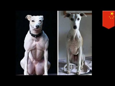 Video: In China, Genetically Modified Muscular Dogs Have Been Created - Alternative View