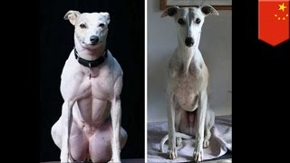 Genetically modified dogs: Chinese scientists use CRISPR to create muscly freaks - TomoNews