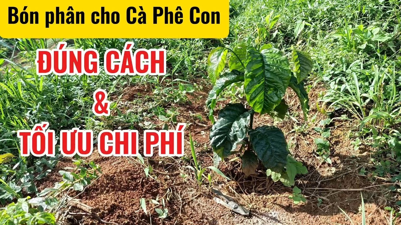 Bón phân Cà Phê Con Đúng Cách và Tối Ưu Chi Phí #giacaphehomnay #caphethangon #canbangsinhthai