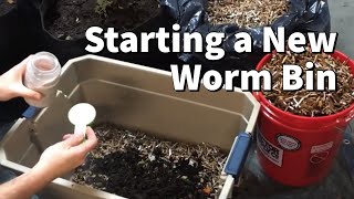 How I Start A New Worm Bin