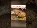 コブラがアリの巣へ侵入！ 待ち受けていた大量の兵隊アリとは！？  #コブラ #アリ #野生動物 #自然界 #動物ドキュメンタリーのサムネイル