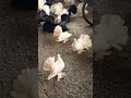 English Fantail# Garden Fantail,#Masakali# Laka# Lakha Kabootar#mayurponkhi kabutar #fancypigeon