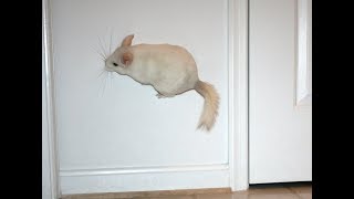 Chinchilla jumping like crazy. Chinchilla parkour. Chinchilla doing tricks.